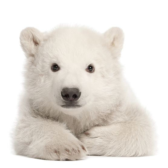 Dekoracja ścienna DEKORNIK - Miś polarny